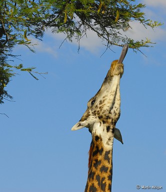 giraffe